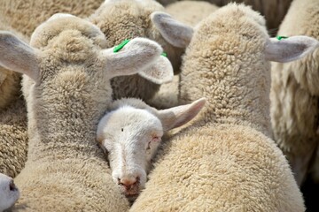 Tiertransport 