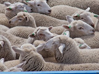 Tiertransport