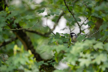 Kohlmeise (Parus major)