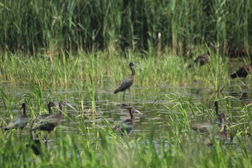 morito comun en humedal del delta del ebro