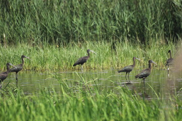 morito común volando y en humedal del delta del ebro