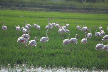 flamencos volando y en un humedal del delta del ebro