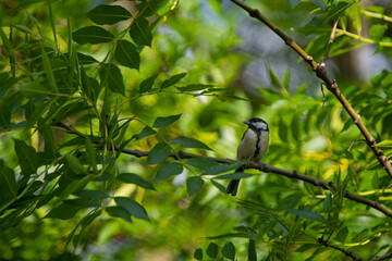 Kohlmeise (Parus major)