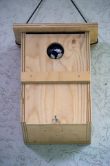 Kohlmeise (Parus major)
