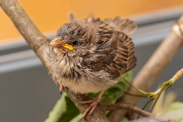 Aufzucht Hausspatz Junges