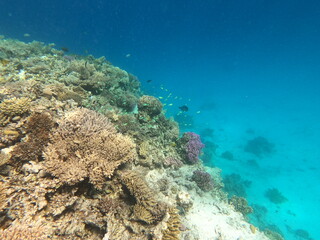 Fototapeta premium Reef with lots of colorful corals and lots of fish in clear blue water in the Red Sea near Hurgharda, Egypt