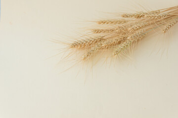 close up image of ripe wheat ears with grains on light background, copy space for text. Harvesting...
