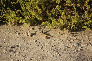 lagarto con cola larga cerca de un matorral