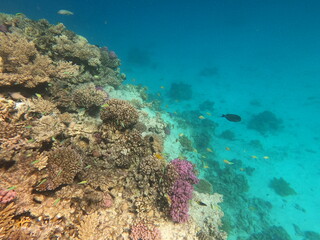 Reef with lots of colorful corals and lots of fish in clear blue water in the Red Sea near Hurgharda, Egypt