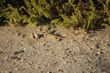 lagarto con cola larga cerca de un matorral