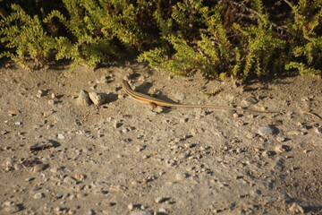 lagarto con cola larga cerca de un matorral