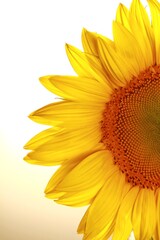 Close-up of a sunflower petals