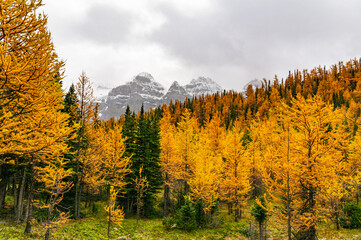 Fall Autumn Colorful Trees In The Mountains - obrazy, fototapety, plakaty