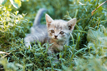 Lovely fluffy cat on green grass in the park. Gray tabby cute kitten with big eyes. Pets, pet care concept. Friend of human.