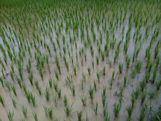 green grass in the wind