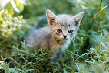 Lovely fluffy cat on green grass in the park. Gray tabby cute kitten with big eyes. Pets, pet care concept. Friend of human.