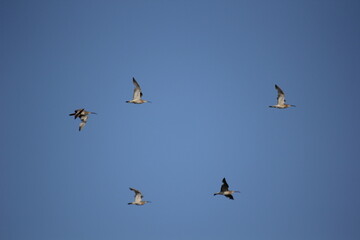 morito común volando y en humedal del delta del ebro