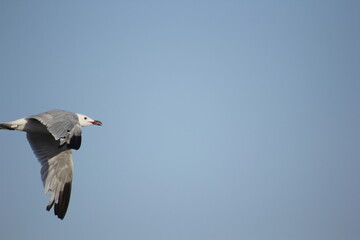 gaviotas volando en un humedal del delta del ebro