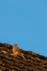 Junge Turmfalke (Falco tinnunculus) auf Hausdach in der Sonne, Deutschland, Europa