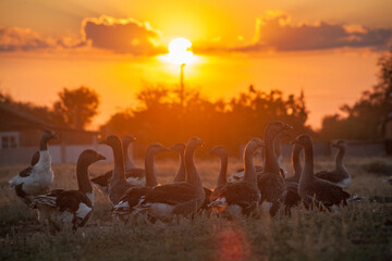 Fototapeta na wymiar Rural landscape. White domestic Geese are walking. goose farm.