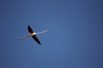 flamencos volando y en un humedal del delta del ebro
