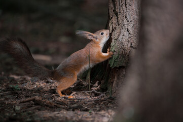 squirrel in the forest