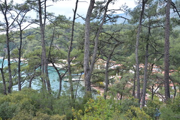Forest seaside.