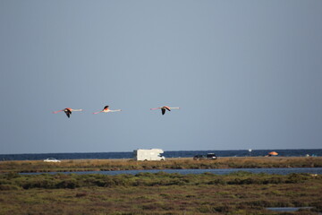 flamencos volando y en un humedal del delta del ebro