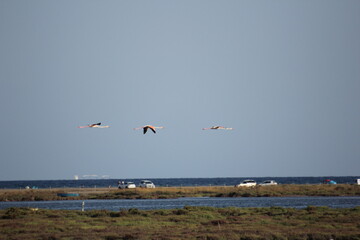 flamencos volando y en un humedal del delta del ebro