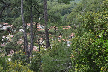 Forest with village in the background.