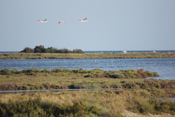 flamencos volando y en un humedal del delta del ebro