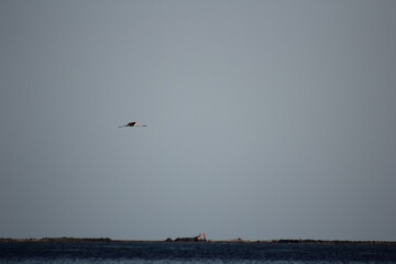 flamencos volando y en un humedal del delta del ebro