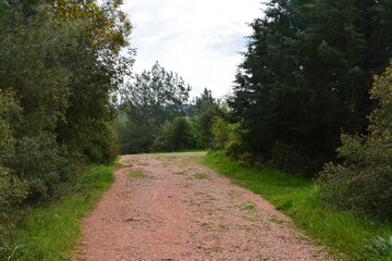 Fototapeta na wymiar Path in forest.