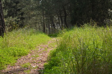 path in the woods