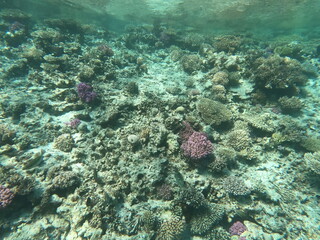 Fototapeta premium Rafa z mnóstwem kolorowych korali i mnóstwem ryb w przejrzystej, błękitnej wodzie w Morzu Czerwonym w pobliżu Hurghardy w Egipcie