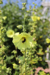 bumblebee pollinates beautiful alcea rugosa in a sunny garden