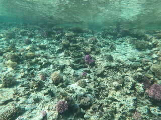 Reef with lots of colorful corals and lots of fish in clear blue water in the Red Sea near Hurgharda, Egypt