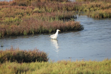 gaviotas y flamencos en humedal del delta del ebro
