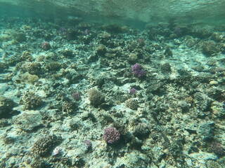 Reef with lots of colorful corals and lots of fish in clear blue water in the Red Sea near Hurgharda, Egypt