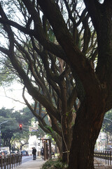Street tree in early spring