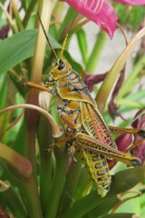 Tropical grasshopper on lily flower stem in Florida nature, closeup