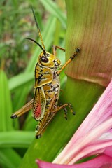 Tropical exotic grasshopper on plant in Florida nature, closeup