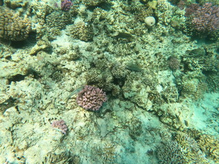 Reef with lots of colorful corals and lots of fish in clear blue water in the Red Sea near Hurgharda, Egypt