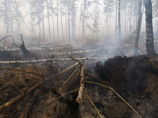 Peatlands are on fire. Forest fire and its consequences