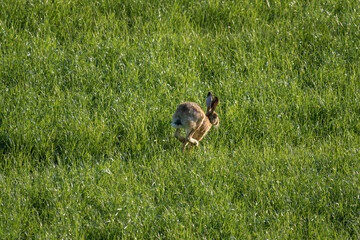 Feldhase auf Wiese rennend