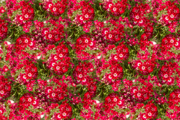 Obraz premium Flower pattern of bush small red rose