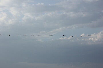 flamencos volando y en un humedal del delta del ebro