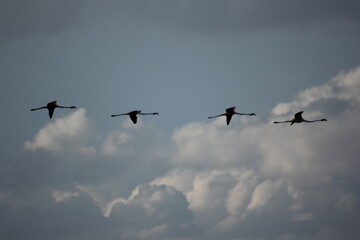 flamencos volando y en un humedal del delta del ebro