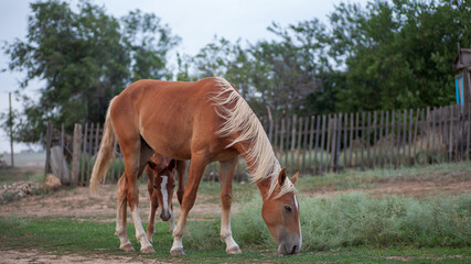 Fototapeta premium A farmer's domestic horse