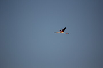 flamencos volando y en un humedal del delta del ebro